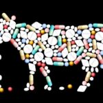 Antibiotics and Farm Animals: New Rules