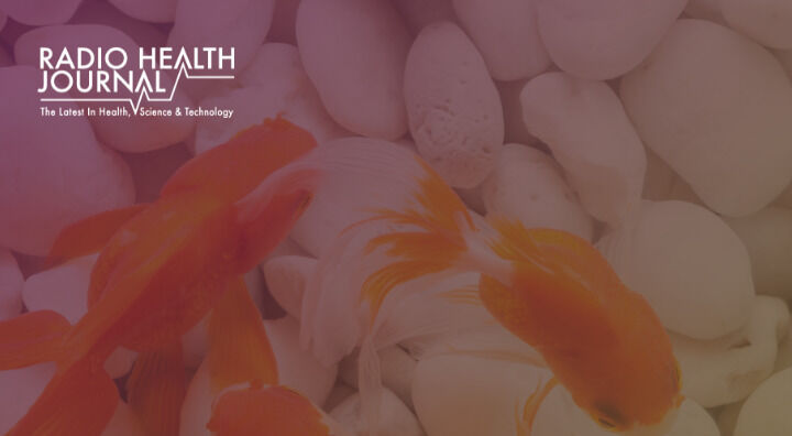 Why You Should Flush Your Goldfish Down the Toilet